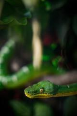 green snake close up