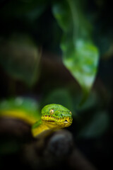 green snake close up