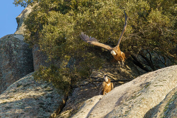 Pair of griffon vultures in the nest, one of them taking off and the other one looking on