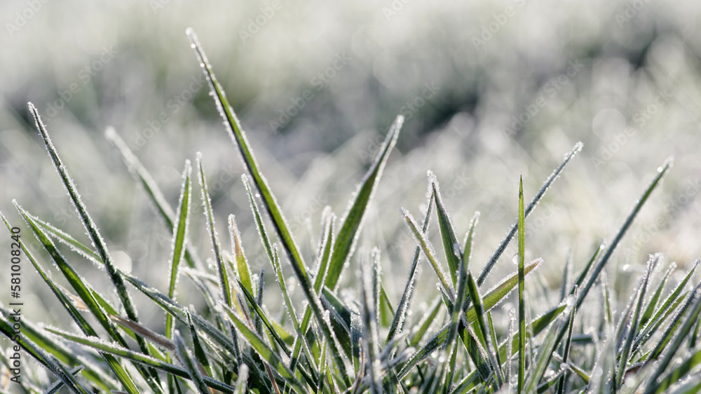 Wall mural close up frozen ice on grass