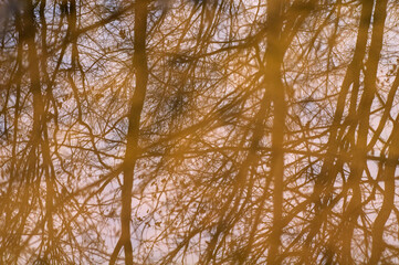 Reflection of tree branches in the water. Abstract natural background.