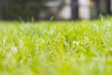 Macro shot of green grass