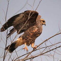 Endangered Snail Kite Paynes Prairie Gainesville Micanopy FL