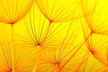Dandelion flower on sun