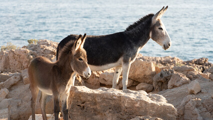 Zwei Esel am Meer (Oman)