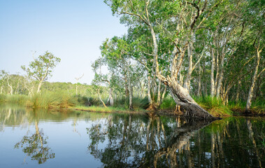 Fototapeta na wymiar White samet or cajuput trees in wetlands forest with reflections in water. Greenery botanic garden. Freshwater wetland. Beauty in nature. Body of water. Lush green forest in wetland. Environment day.