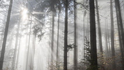 Fototapeta na wymiar Sonnenstrahlen durchdringen den Nebel im Wald (Deutschland)