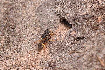 Little wasp Oxybellus argentatus digging a tunnel for its eggs.