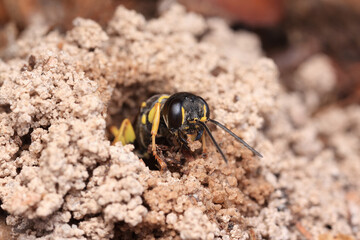 Mellinus arvensis peeking out of its underground tunnel.
