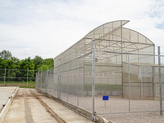 Obraz premium Cannabis commercial growing operation in the greenhouse