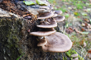 Mushroom on the stump forest