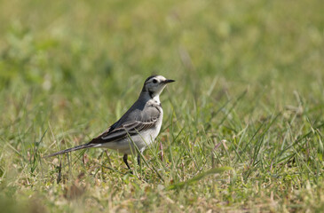 A white wagtail (Moticilla alba) in feeding on grassland