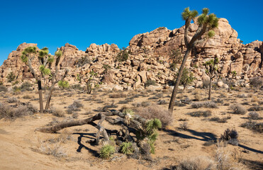 Joshua Tree Cactus at Joshua Tree National Park