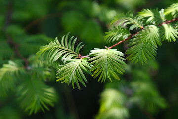 Metasequoia, branch with leaves.