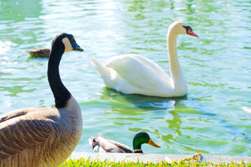 White Swan and Wild Black Goose on a Green Pond