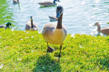 Wild Black Goose Walking Towards Camera from Pond