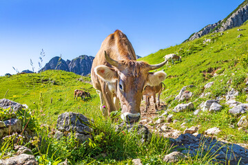 Kuh in den Allgäuer Alpen - Braunvieh - Hörner