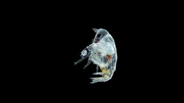 Amphipoda family Phrosinidae under microscope, possibly genus Primno sp. Most hyperiid species are parasites or predators of salps and jellyfish, and some are predators of copepods. Red sea