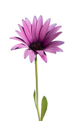 Flower of Trailing African Daisy (Osteospermum fruticosum)