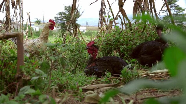 chickens featherless in the grass of the garden