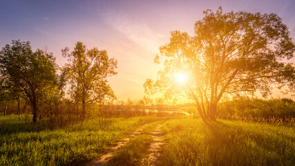 Fototapeta na wymiar Scene of beautiful sunset or sunrise at early summer or spring field with willow trees and grass.
