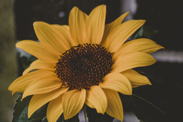 sunflower close up