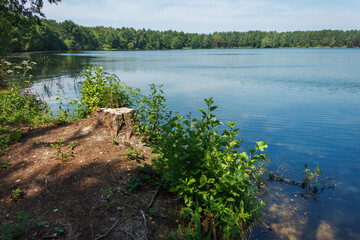A stump of a cut tree and plants on the edge of the bank. Forest lake
