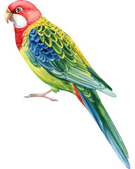 Parrot rosella. Watercolor colored tropical bird, White isolated background, hand drawing