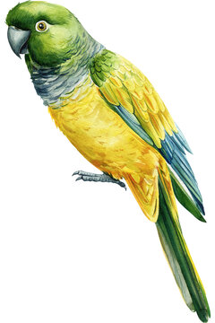 tropical bird, watercolor illustration, hand drawing amazon parrot, isolated white background