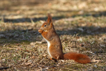 Naklejka na ściany i meble Red squirrel, Sciurus vulgaris sitting on the ground and eating acorns. Closeup, no people, no AI.