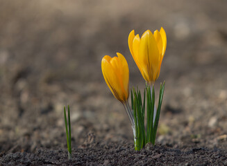 Obraz premium Yellow crocuses growing out of brown soil in the spring. Closeup, no people, no AI.
