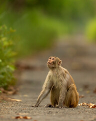 Rhesus macaque or Macaca monkey with expression looking at sky and blocking road or track at chuka ecotourism safari or pilibhit national park terai forest reserve uttar pradesh india asia