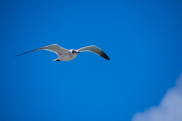 Pretty Seagull flying over Hollywood Beach in sunny Florida USA