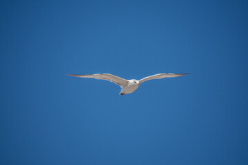 Pretty Seagull flying over Hollywood Beach in sunny Florida USA