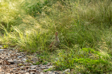 grey francolin or grey partridge or Francolinus pondicerianus in green grass during safari in forest or national park of india asia