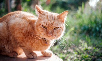 The happiness of Ginger tabby young cat sitting on the concrete floor in the garden with the morning sunlight.orange cat outdoor
