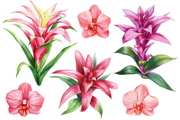 Exotic flowers. Orchid, heliconia, bromelia, hibiscus and strelitzia. Botanical painting, watercolor illustration flora
