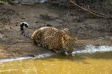 Indian wild female leopard or panther or panthera pardus fusca quenching thirst or drinking water from waterhole with eye contact during safari at jhalana forest reserve jaipur rajasthan india asia