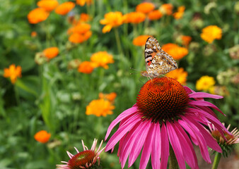 Distelfalter - Vanessa cardui auf Echinacea purpurea	
