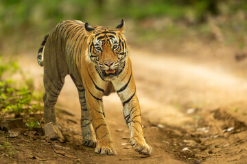 wild bengal male tiger or panthera tigris head on in natural green scenic background looking at camera in pre monsoon season morning safari at ranthambore national park forest reserve rajasthan india