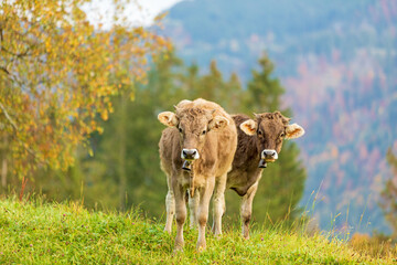 Allgäu - Kühe - Kälber - Herbst - niedlich - lustig
