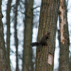 sentinel squirrel