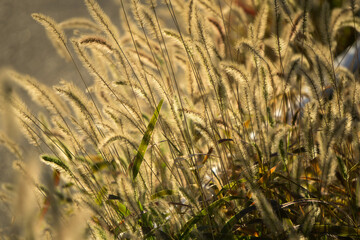 夕日に照らされたエノコログサ