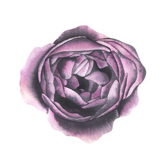 Obraz premium Bud of a peony rose of burgundy color opened, top view. Watercolor illustration. isolated object from the WEDDING FLOWERS collection. For the design of postcards, invitations, congratulations.