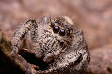 close up of a spider