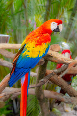 Fototapeta na wymiar Cute parrot resting on a branch watching its surroundings