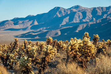 Teadybear Cacti, Joshua Tree National Park, California
