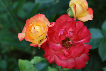 Rose. Beautiful red and yellow buds on a green background. Close-up. Selective focus. Copyspace