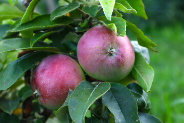 Ripe apples on an apple tree. Natural fruits. Healthy food. Close-up. Selective focus. Copyspace