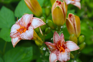 Daylilies. Beautiful flowers on a green background. Close-up. Selective focus. Copyspace